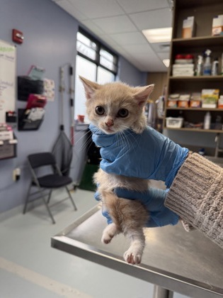 Wally the Green Monster