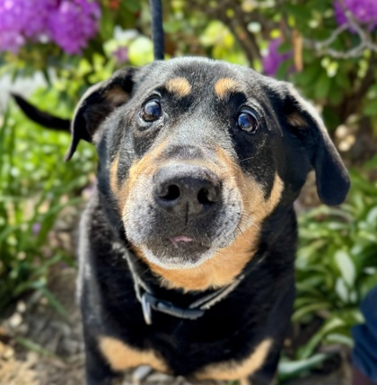 Bubba