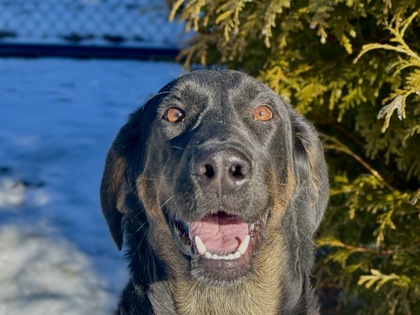 Ridge (Buckshot)2