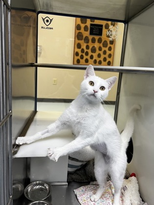 Texel2