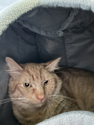 Georgie