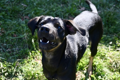 Raven: Homecoming Queen 2025