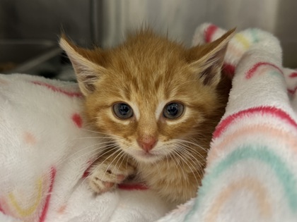 Little Orphan Orange
