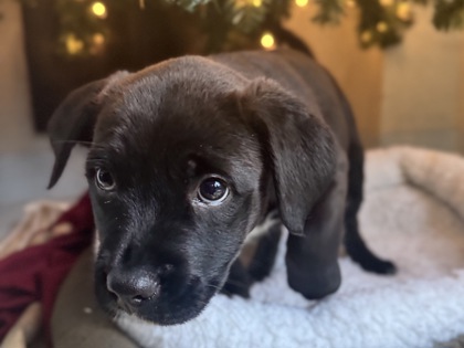 Knuckles the Echidna