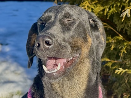 Ridge (Buckshot)3