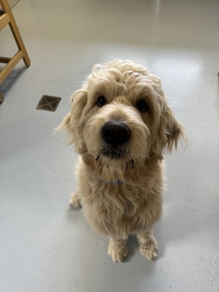 Doodle Bob (Thrasher)