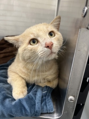 Creamy Mushroom Soup