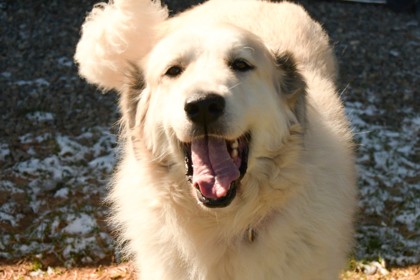 Pyr 1 Imports (Luna)