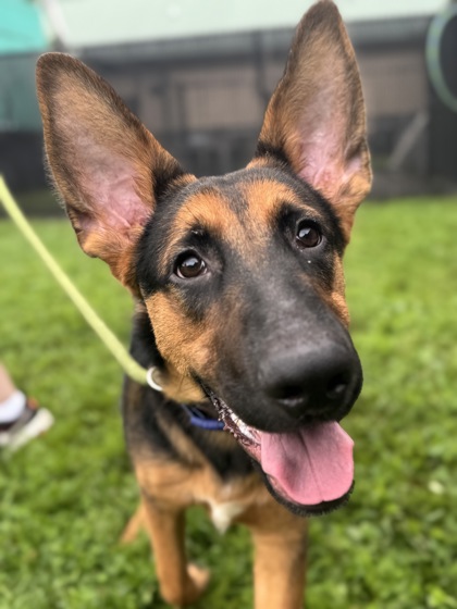 Loki3
