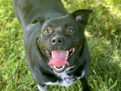 Pepper