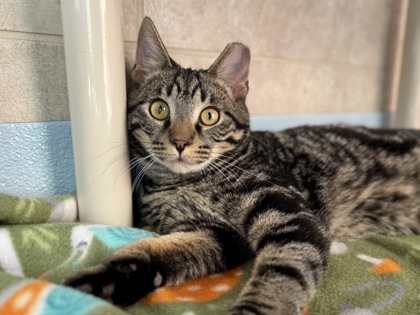 Victor Frankenstein2