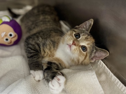 Perfect Peach Cobbler2