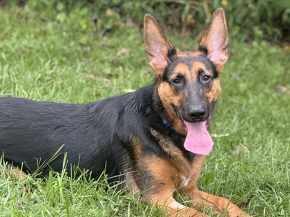 Loki