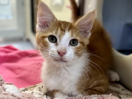 Basil
