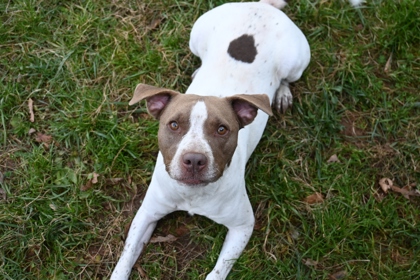 Rooster Crows at Dawn3