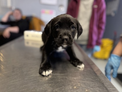 Knuckles the Echidna