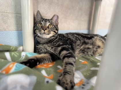 Victor Frankenstein3