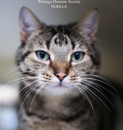 Noelle (Virginia)