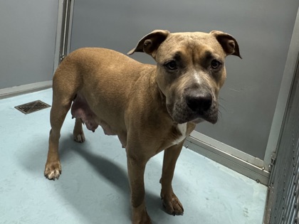 Easter Bunny (Sugar)