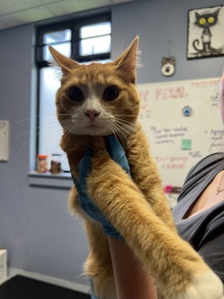 O'Malley the Alley Cat