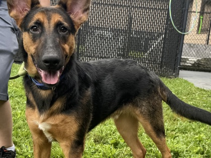 Loki2