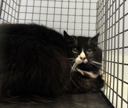 Princess Donut the Queen Anne Chonk