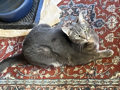 Frankie