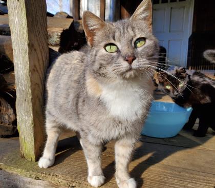 Dani California (Kiwi)