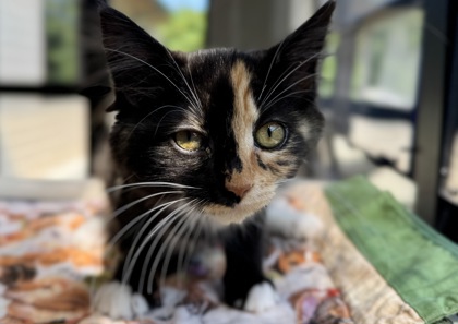 Lila