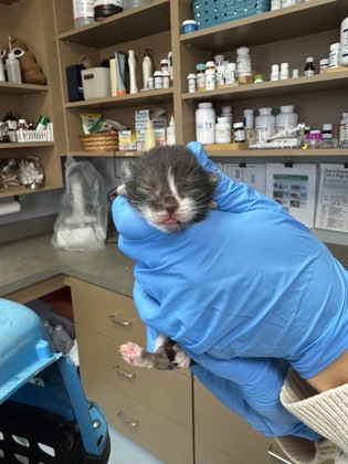 Chinchilly2