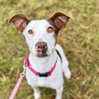 Reese’s White Chocolate Christmas Tree2