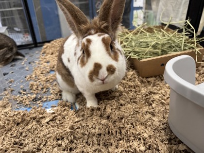Honey Bunny