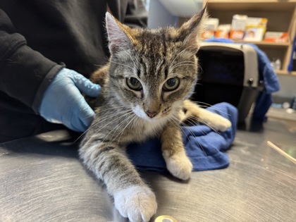 Kitten Mittons!!