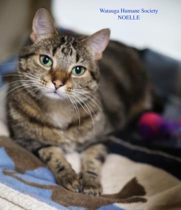 Noelle (Virginia)3