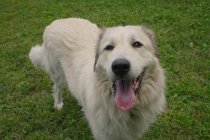 Pyr 1 Imports (Luna)2
