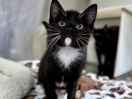 Fudge Stripe