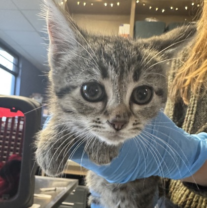 Chocolate Haze Craze