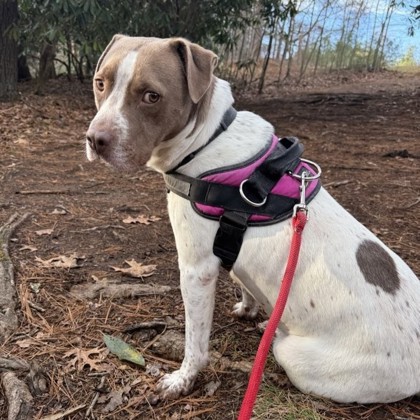 Rooster Crows at Dawn2