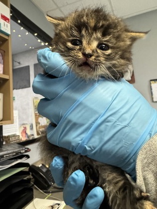 Pass the Cranberry Sauce2