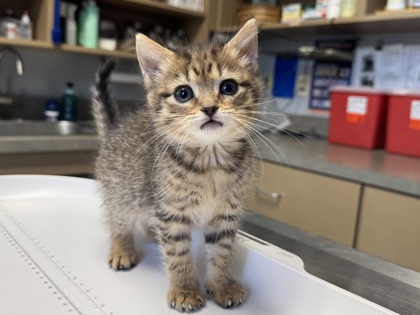 Cutie Patootie