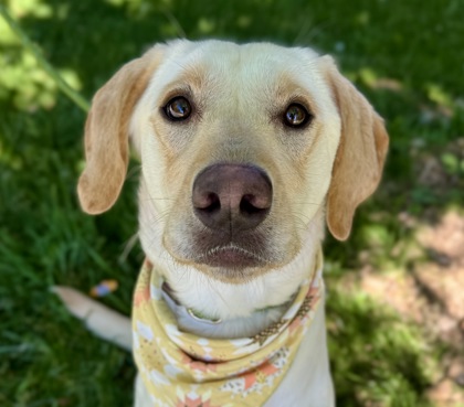 Hank the Cowdog