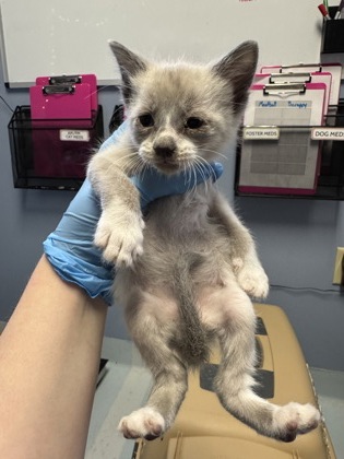 Pom Pom Purrin2
