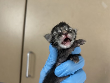 Gobbledygook (Frankie Stu)