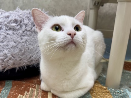 Casper