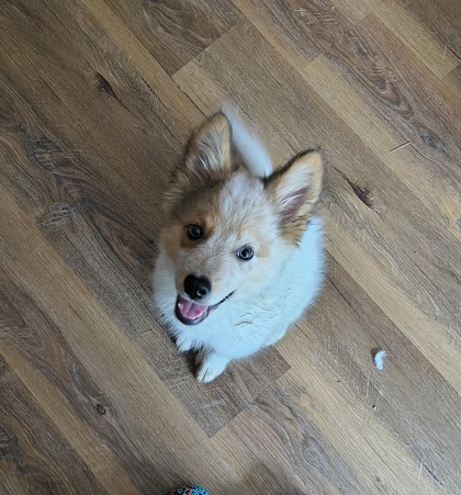 Cooper
