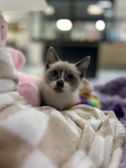 Pom Pom Purrin
