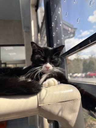 Groundhog Grasshopper (Coraline)2