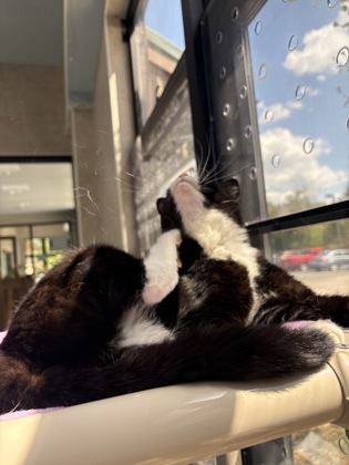 Groundhog Grasshopper (Coraline)3