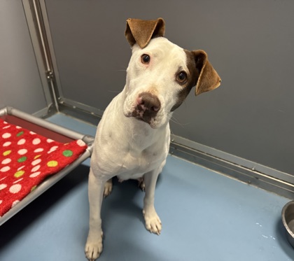 Reese’s White Chocolate Christmas Tree