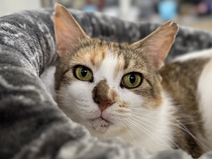 Callisto